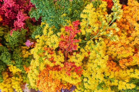 colorful floral composition for decorationの写真素材