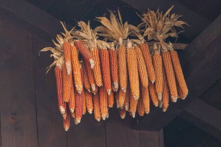 hanging cobs in the farmの写真素材