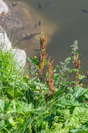 wildflower at lake in autumnの写真素材