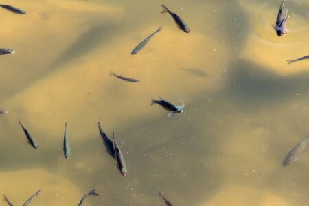 chub swimming in the lakeの写真素材