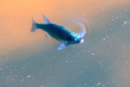chub swimming in the lakeの写真素材
