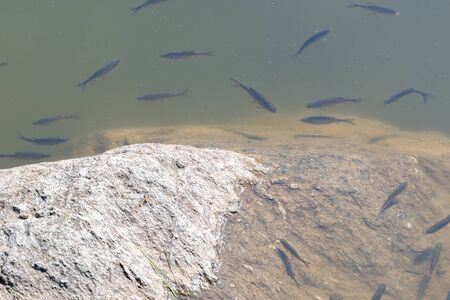 chub swimming in the lakeの写真素材