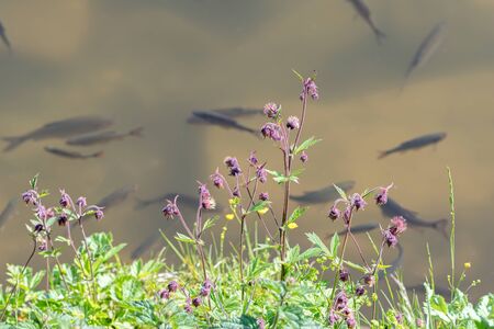 chub swimming in the lakeの写真素材