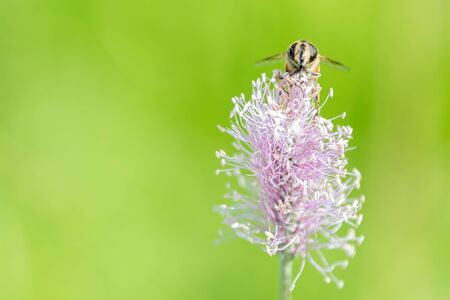 bee sucking nectar on flower