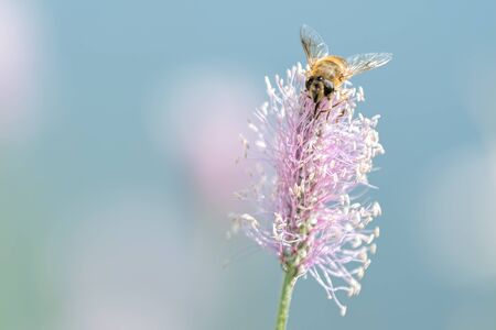 bee sucking nectar on flowerの写真素材