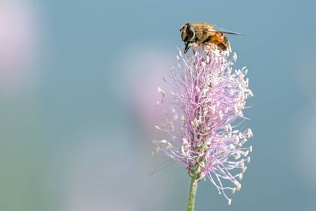 bee sucking nectar on flowerの写真素材