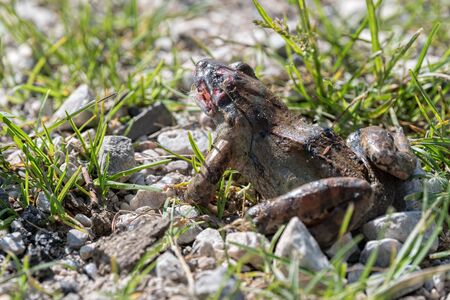 wounded frog near the pondの写真素材