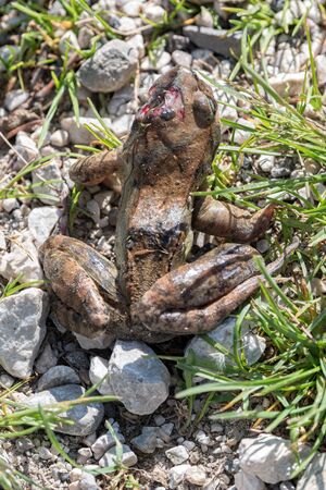 wounded frog near the pondの写真素材