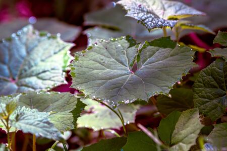 leaves and dew in the woodsの写真素材