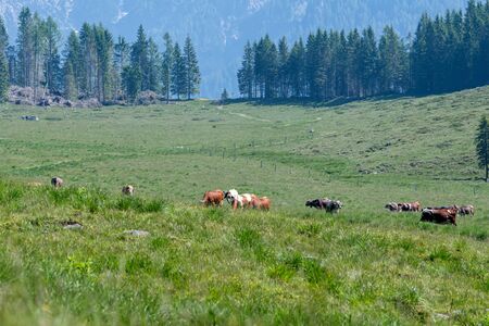 cow grazing in the mountainの写真素材