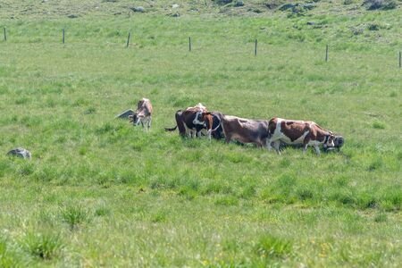 cow grazing in the mountainの写真素材