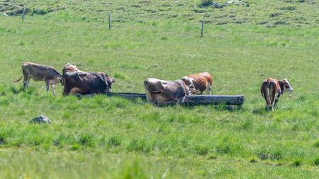 cow grazing in the mountainの写真素材