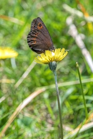 butterfly on flower in the meadowの写真素材