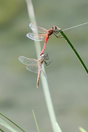 two dragonfly on plant at lakeの写真素材