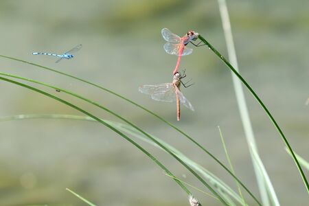 two dragonfly on plant at lakeの写真素材