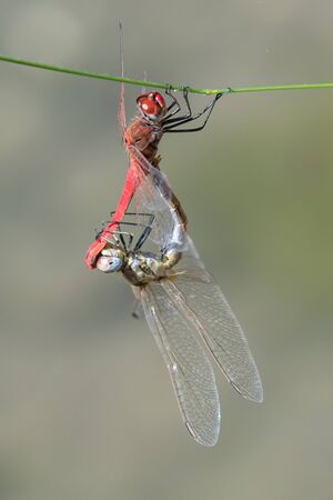 two dragonfly on plant at lakeの写真素材