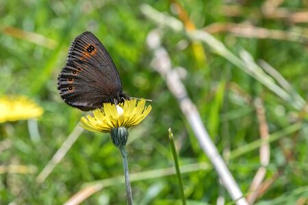 butterfly on flower in the meadowの写真素材