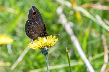 butterfly on flower in the meadowの写真素材