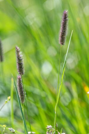 wildflower in the mountain in summer seasonの写真素材