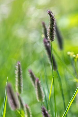 wildflower in the mountain in summer seasonの写真素材