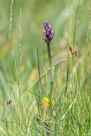 wildflower in the mountain in summer seasonの写真素材