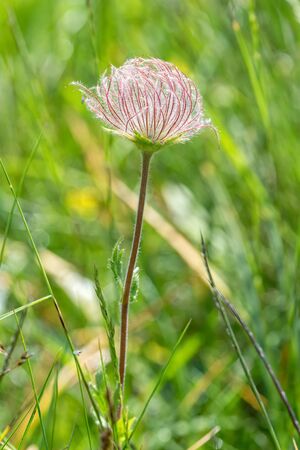 wildflower in the mountain in summer seasonの写真素材
