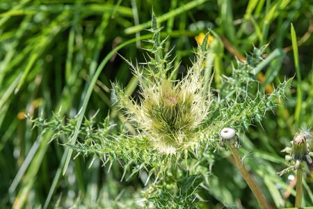 wildflower in the mountain in summer seasonの写真素材