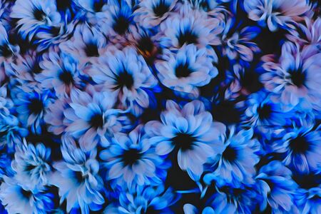 colorful daisy in bloom in springの写真素材