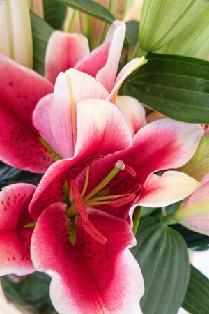 red lily for holidaysの写真素材