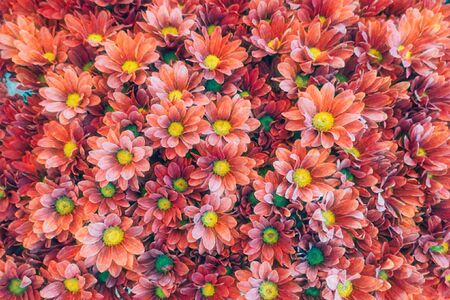 colorful daisy in bloom in springの写真素材