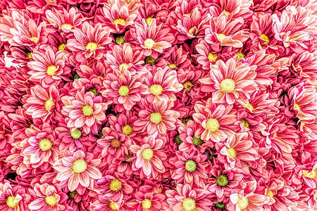 colorful daisy in bloom in springの写真素材