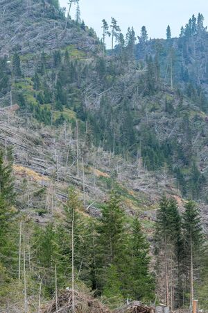devastation after the hurricane in the mountainsの写真素材