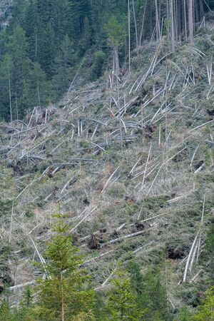devastation after the hurricane in the mountainsの写真素材