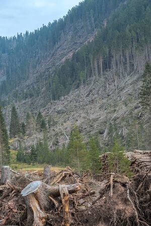 devastation after the hurricane in the mountainsの写真素材
