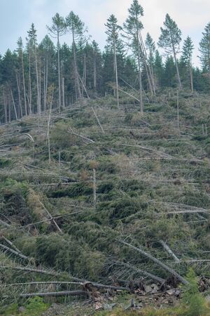 devastation after the hurricane in the mountainsの写真素材