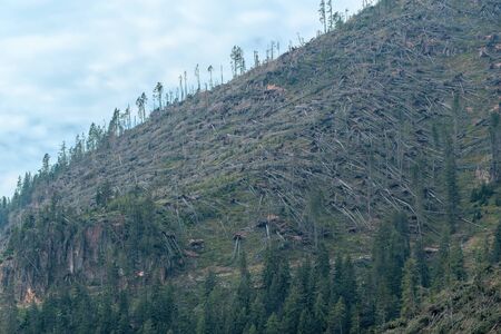 devastation after the hurricane in the mountainsの写真素材