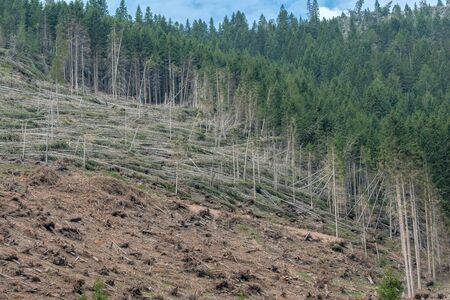 devastation after the hurricane in the mountainsの写真素材