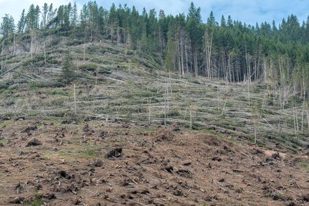 devastation after the hurricane in the mountainsの写真素材
