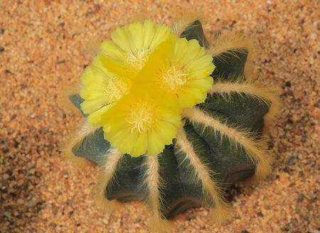 Cactus Plant