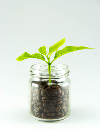 Coffee beans in a bowl with green leaves on a white background.の写真素材
