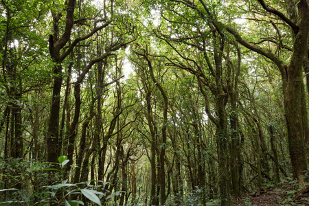 Tropical Rain forest Landscape travel at Kew Mae Pan of Doi Inthanon national park, Thailand.