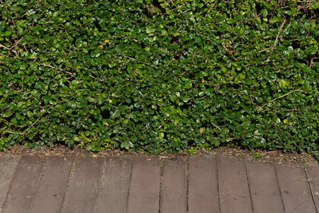 Green leaves wall and old wood floor for backgroundの写真素材