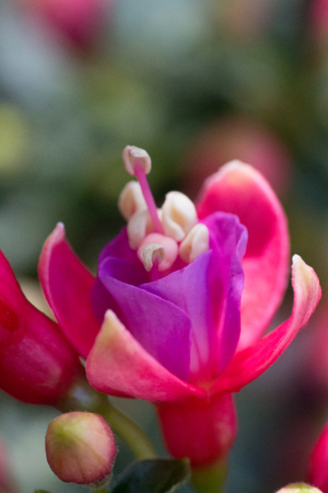 Close-up of fuschia bloomの写真素材