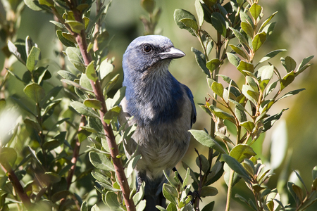 Florida Scrub Jayの写真素材