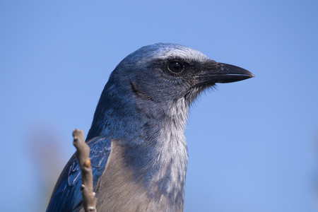 Florida Scrub Jayの写真素材