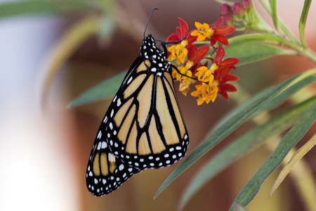 Monarch butterfly on tropical milkweedの写真素材
