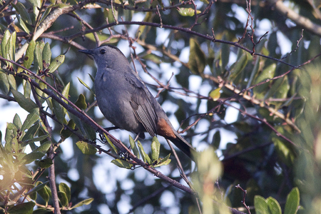 Gray Catbirdの写真素材