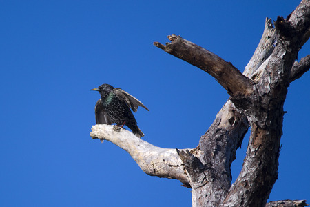 Starling perched on dead treeの写真素材
