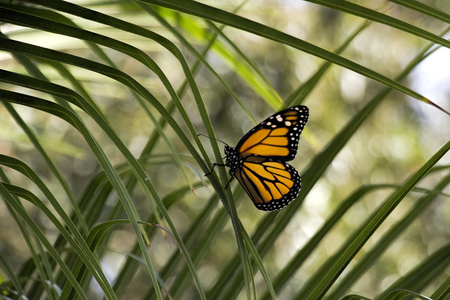 Monarch butterfly on palm treeの写真素材