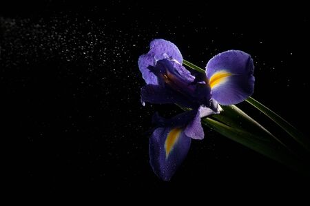 Blue and yellow flower being sprayed with water under light on a black background